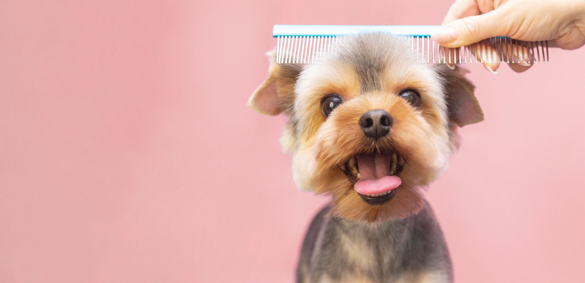 Dog being groomed in dundas ontario